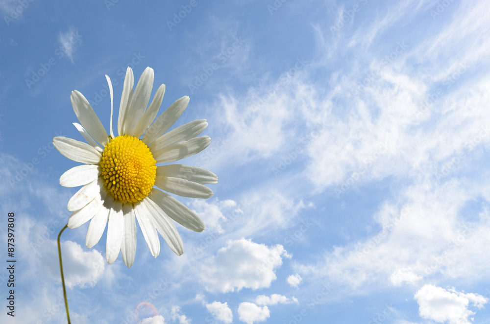 Camomile flower close-up against the sky (peace, health, magic, Camomile flower close-up against the sky (peace, health, magic,