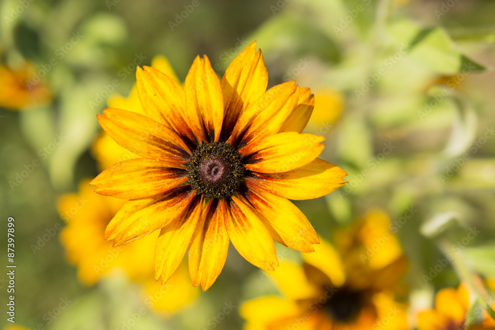 Obraz premium arnica flower