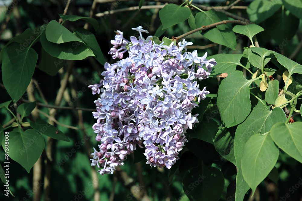 Blossoming lilac in the city park