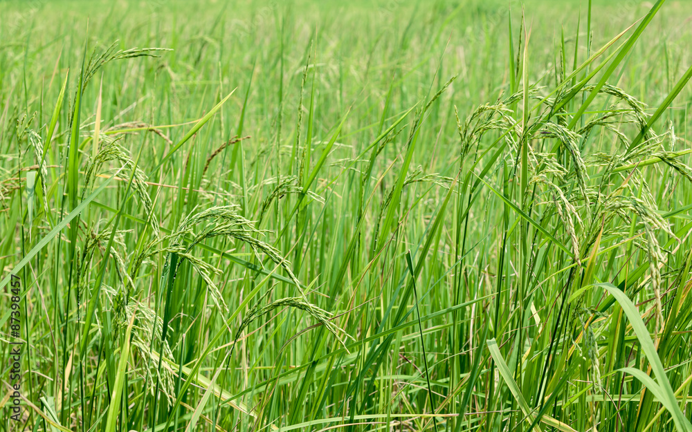 Fototapeta premium Harvest rice at paddy rice field at the South of Thailand side