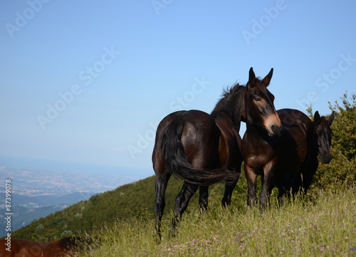 Pferde am Berghang