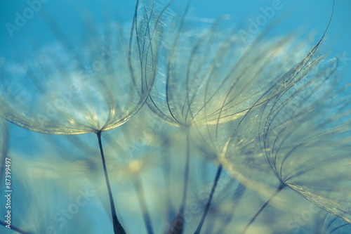 	
Abstract dandelion flower background, extreme closeup. Big dandelion on natural background. Art photography 