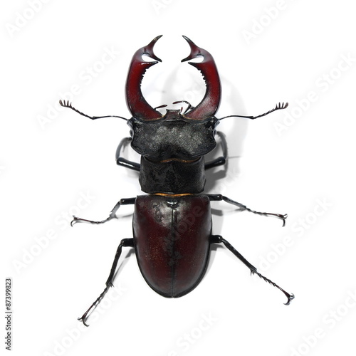 Male stag beetle isolated on white background photo