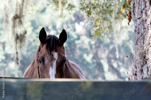 Fototapeta Naklejka Na Ścianę i Meble -  Adult horse peaking over a fence at the camera