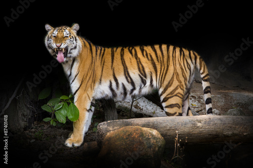 young sumatran tiger