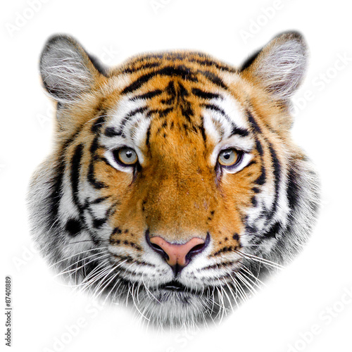 Face of a white bengal tiger, isolated on white background