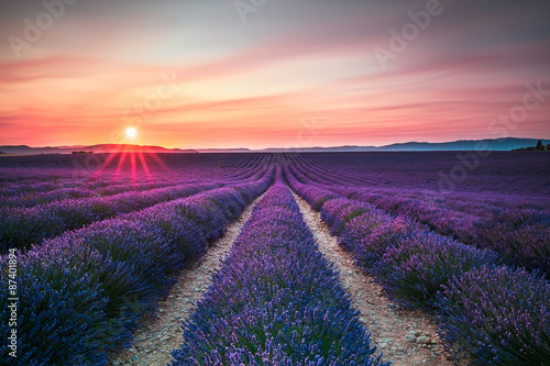 Lavender flower blooming fields endless rows on sunset. Valensol photo
