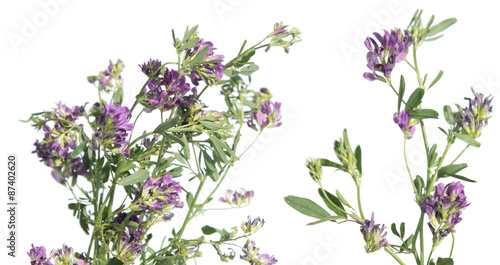 Fotografie Alfalfa isolated on white