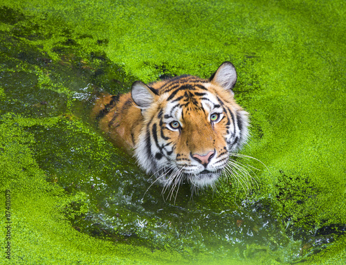 young sumatran tiger photo