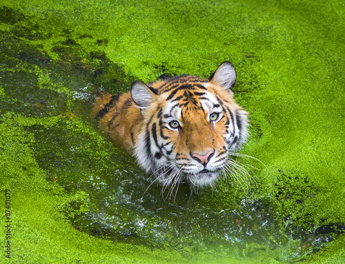 young sumatran tiger