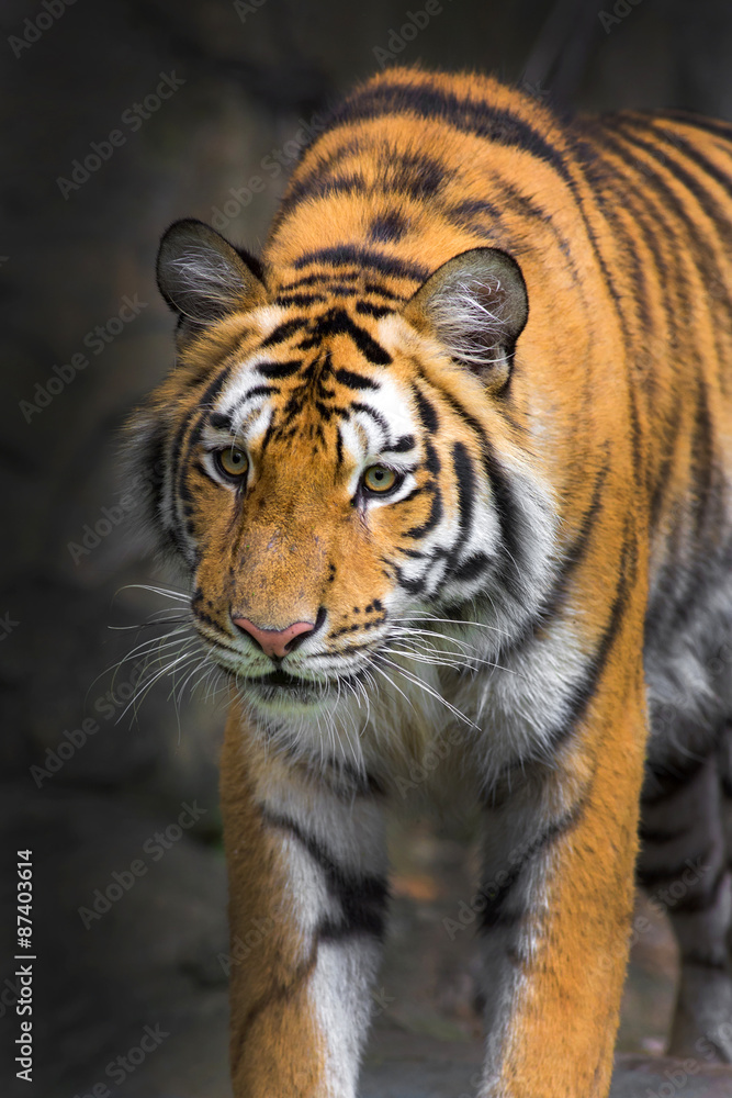 Naklejka premium young sumatran tiger