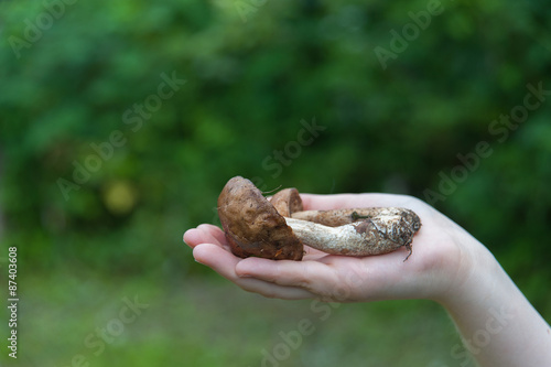 mushrooms, aspen mushrooms © raduga21