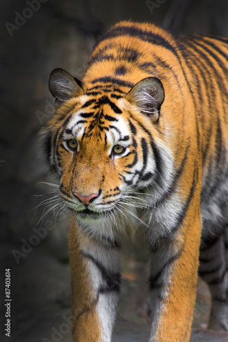 Fototapeta Naklejka Na Ścianę i Meble -  young sumatran tiger