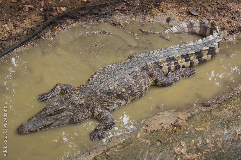 Crocodile is between land and water Crocodile is between land and water