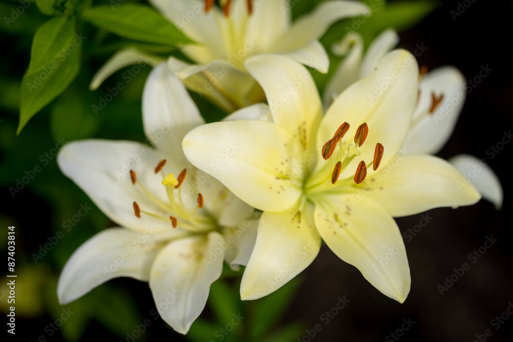Yellow Lily Flowers in the Garden Yellow Lily Flowers in the Garden
