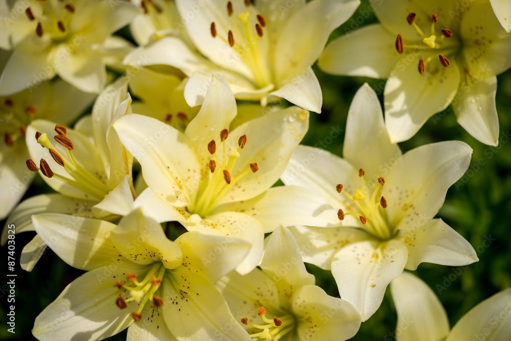 Many white lilies in a garden Many white lilies in a garden
