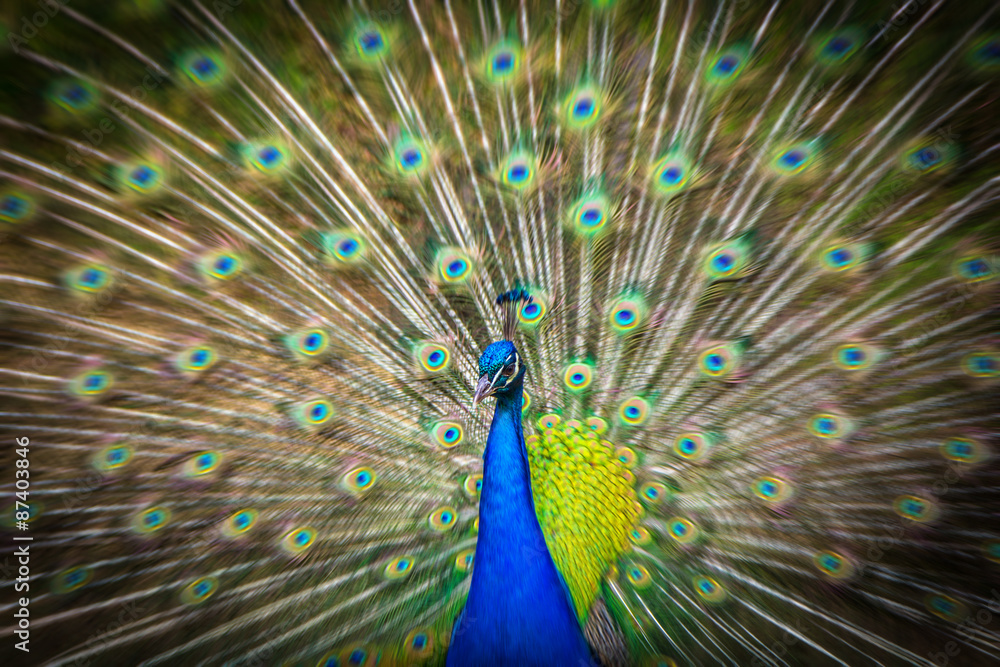 Obraz premium Pfau