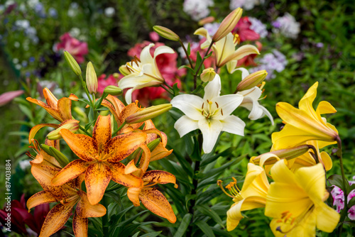 Fototapeta Naklejka Na Ścianę i Meble -  Group of orange, yellow, white color lily flowers blossom in the garden