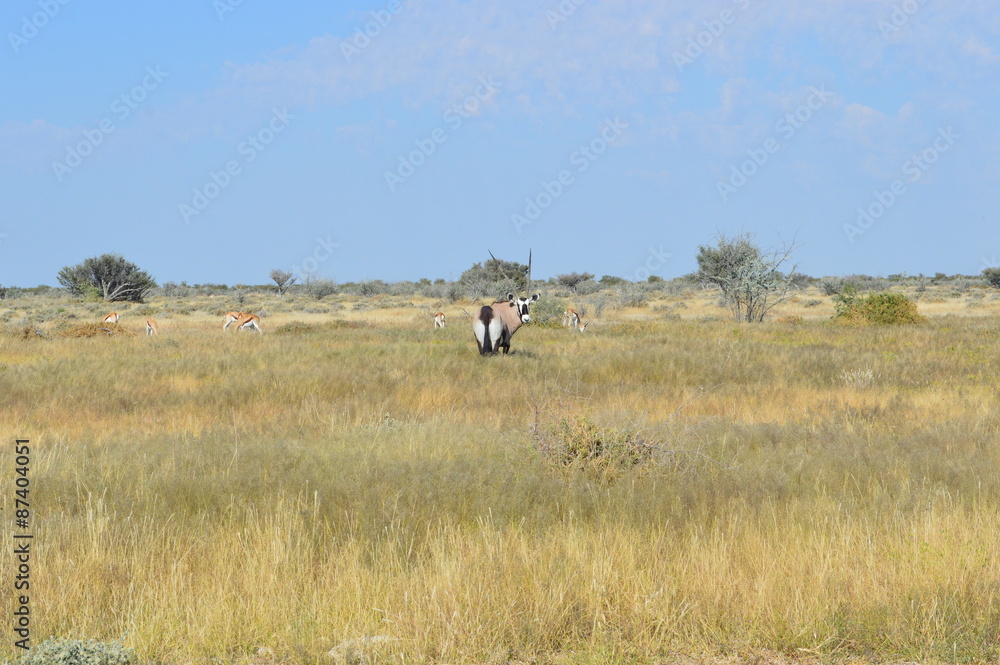 Springbock in Namibia Springbock in Namibia