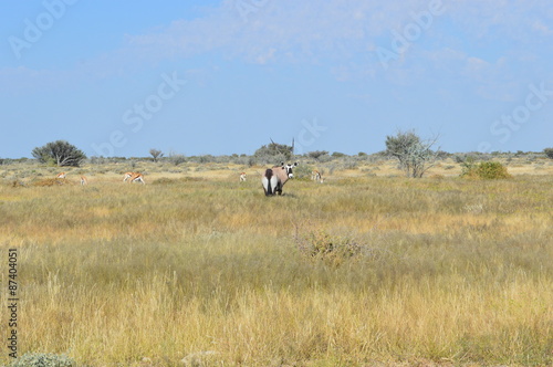Fototapeta Naklejka Na Ścianę i Meble -  Springbock in Namibia