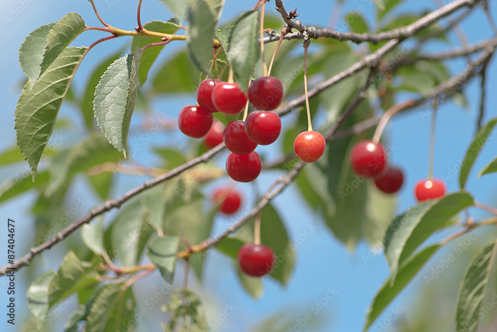 ripe cherry ripe cherry