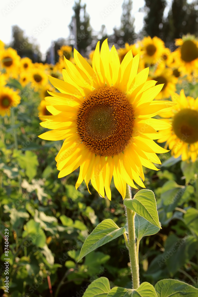 A field of sunflowers.