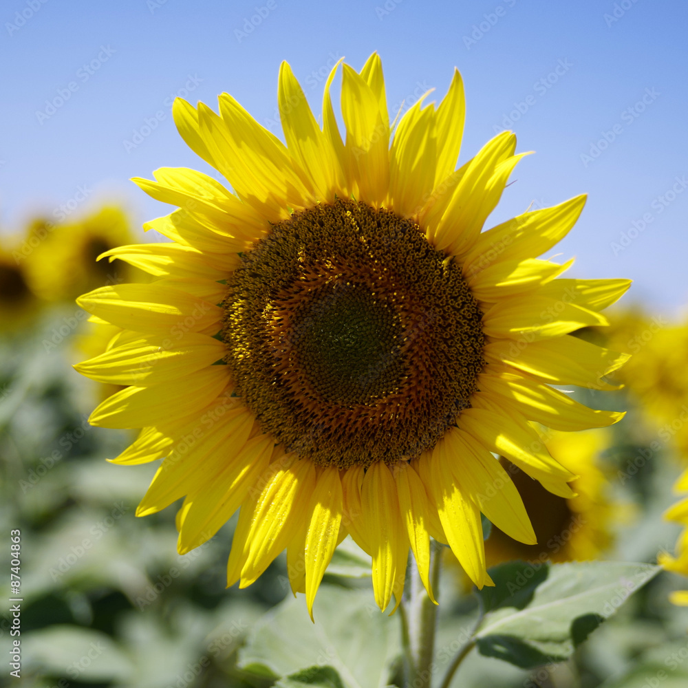 Naklejka premium Beautiful sunflowers