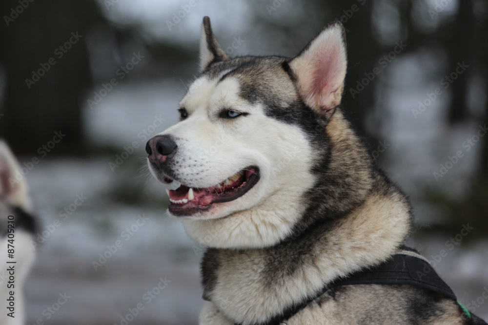 A Siberian husky in harness.
