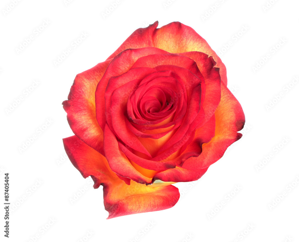 Red and yellow rose Red and yellow rose