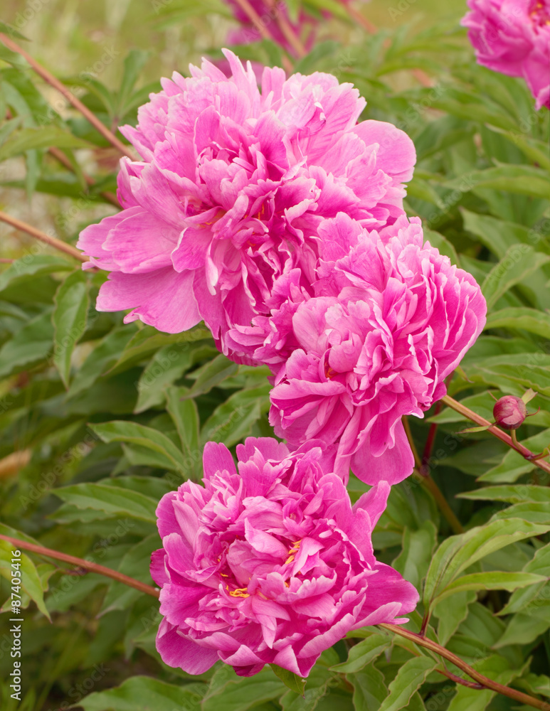 Pink peonies