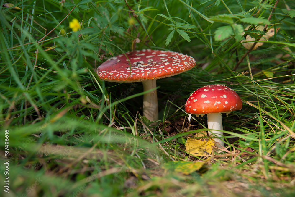 toadstools toadstools
