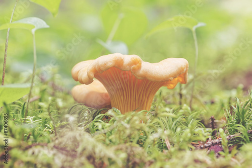 Cantharellus cibarius commonly known as the Chanterelle