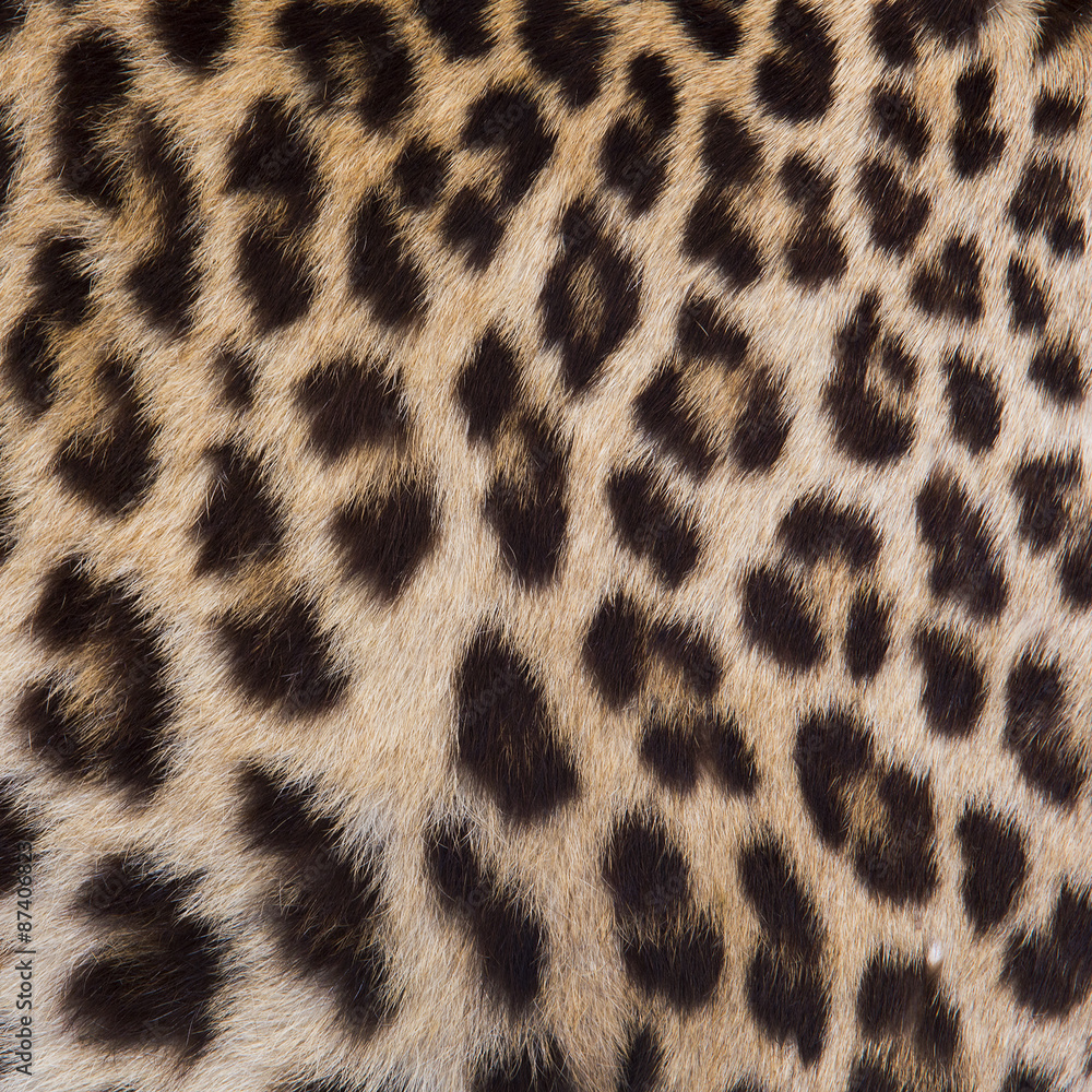 Jaguar, leopard and ocelot skin texture Jaguar, leopard and ocelot skin texture