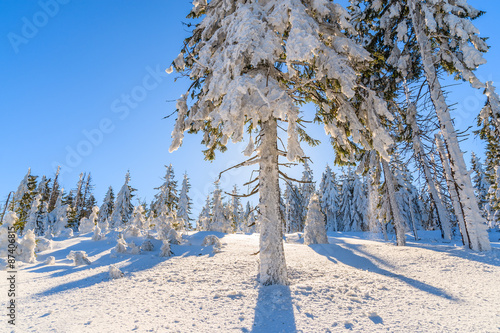 Winter trees in forest against sun, Gorce Mountains, Poland