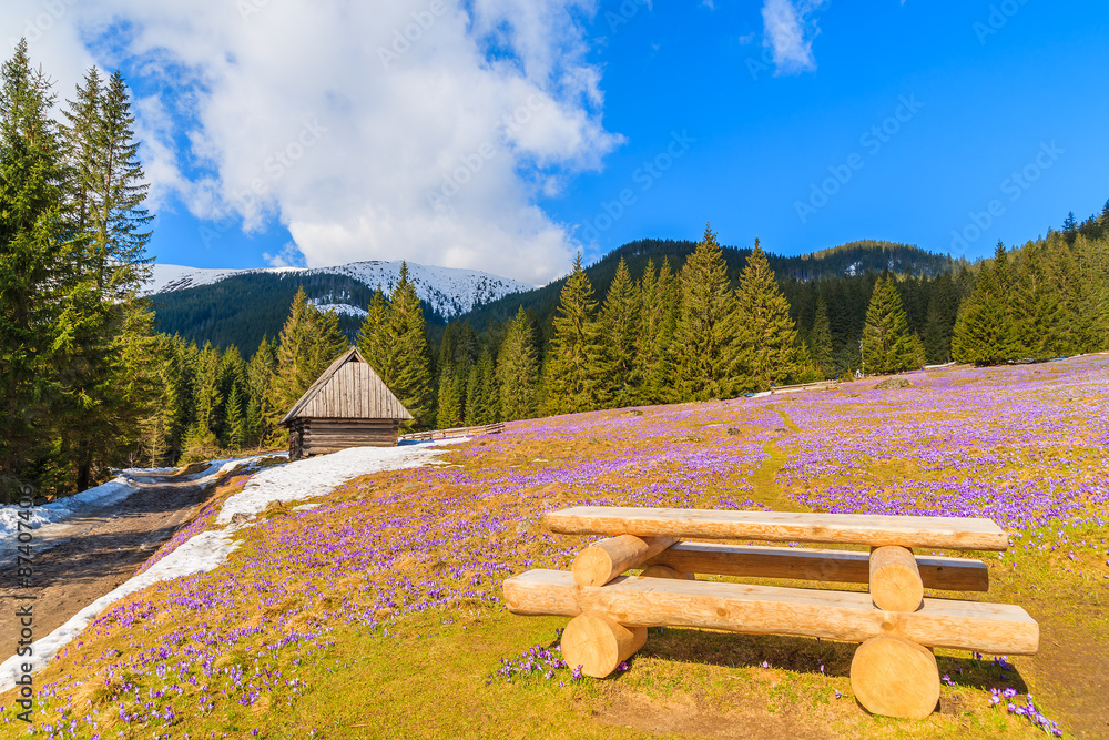 Fototapeta premium Wooden picnic table on meadow with blooming crocus flowers in Chocholowska valley, Tatra Mountains, Poland