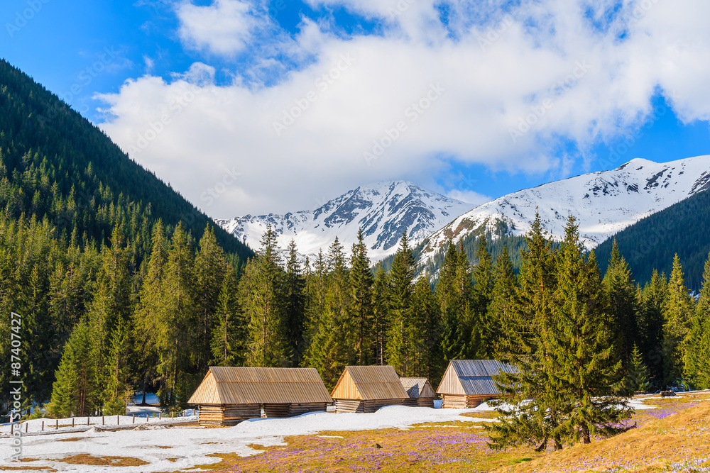 Wooden huts on meadow with blooming crocus flowers in Chocholowska valley, Tatra Mountains, Poland