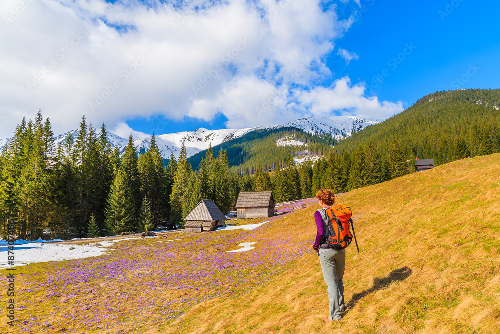 Young woman tourist standing on pasture with blooming crocus flowers in Chocholowska valley, Tatra Mountains, Poland
