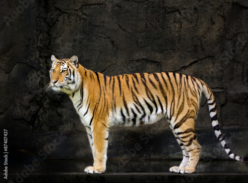 young sumatran tiger