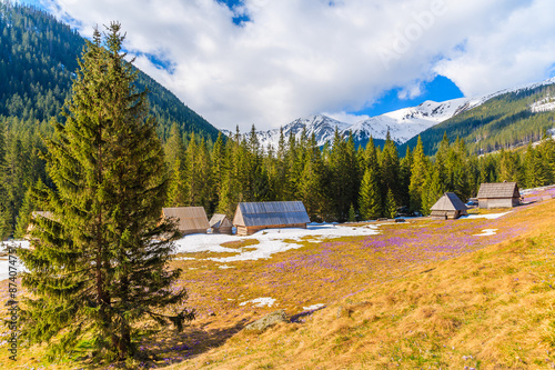 Meadow with blooming crocus flowers in Chocholowska valley and wooden huts in distance, Tatra Mountains, Poland