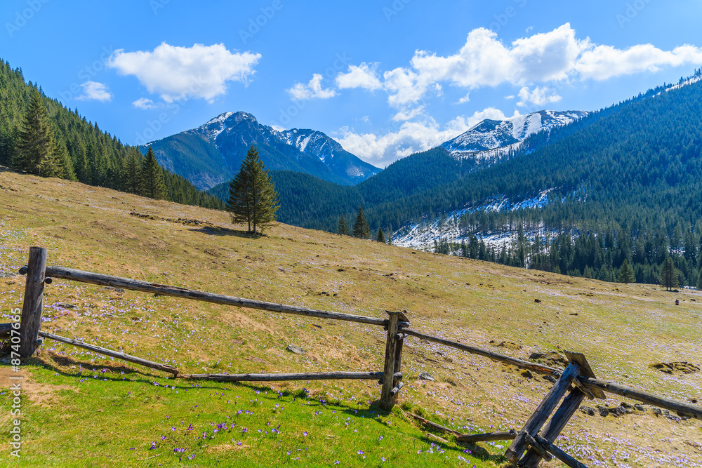 Fence on meadow with blooming crocus flowers in Chocholowska valley, Tatra Mountains, Poland