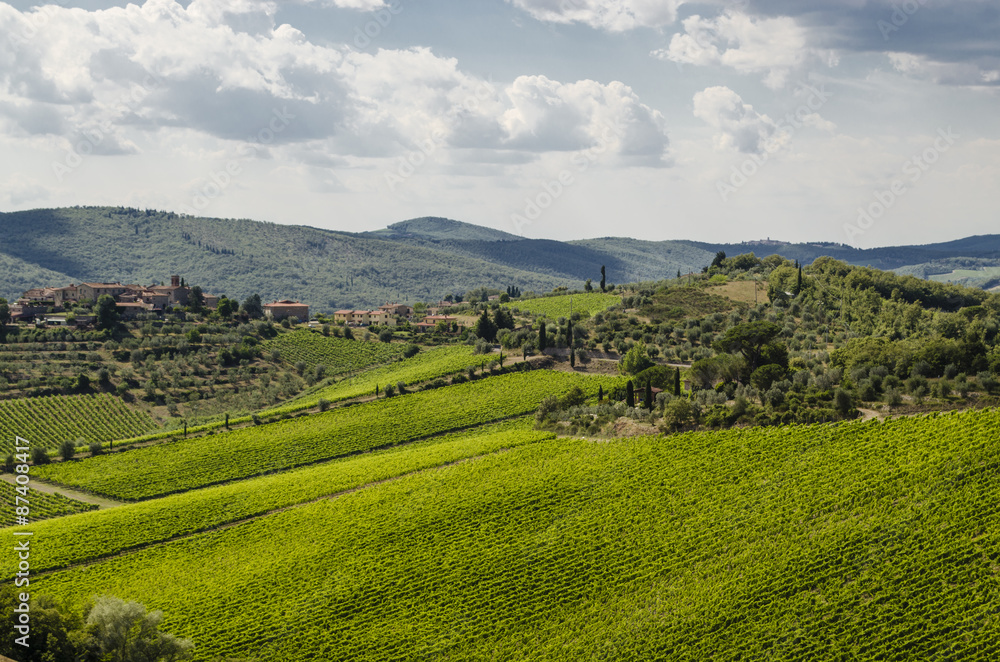 vineyards in Tuscany, Italy