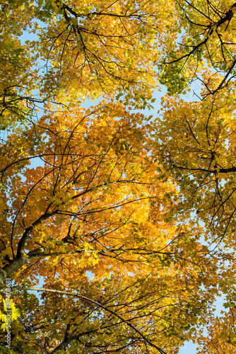 Look-up to the crown of autumn trees