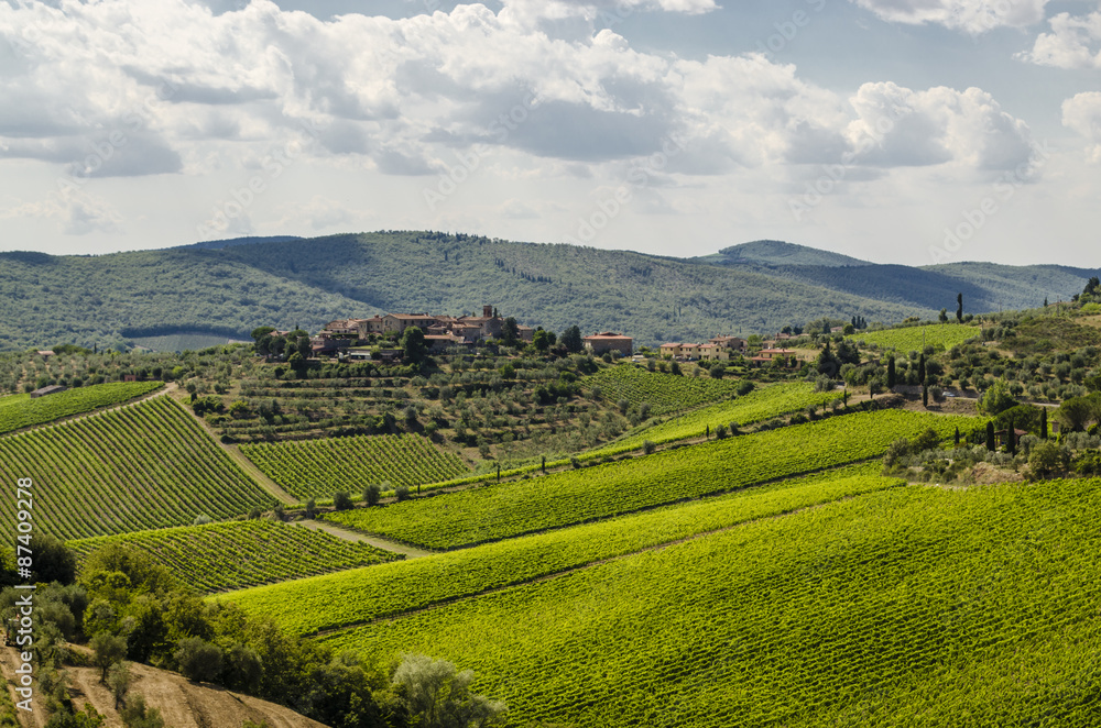vineyards in the area of Chianti in Tuscany, Italy