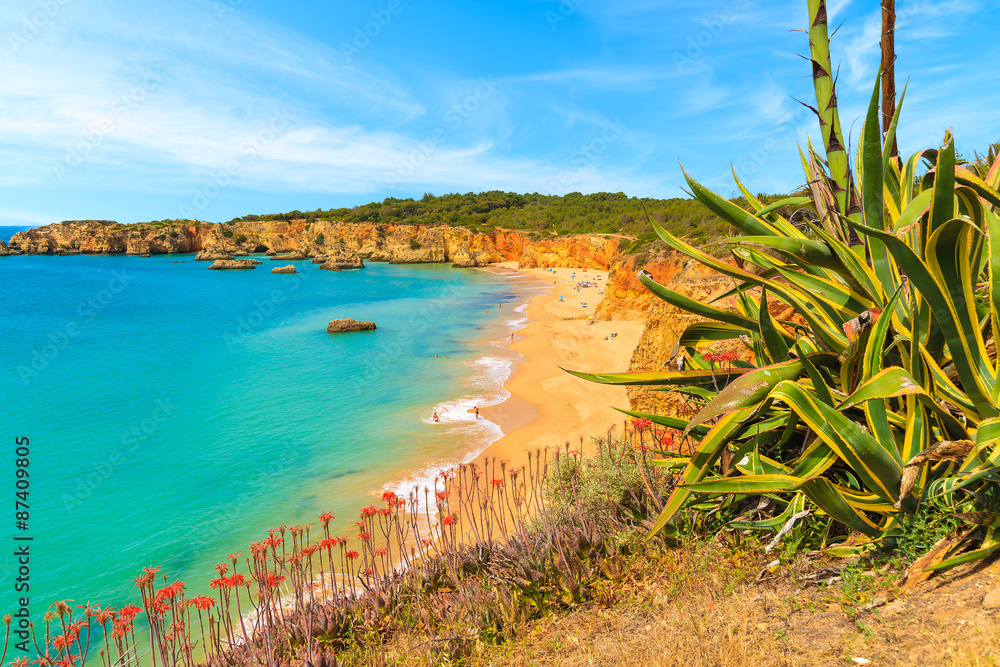 Green agave tropical plant and view of beautiful Praia da Rocha beach, Algarve region, Portugal