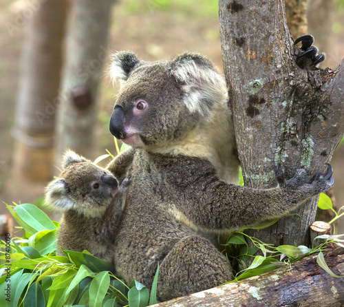 Fototapeta Naklejka Na Ścianę i Meble -  koala bear in the zoo