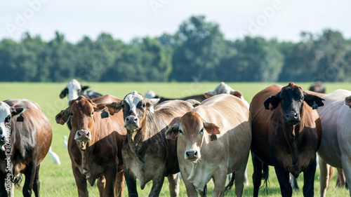 Close up of commercial cows in a summer pasture 16X9 format