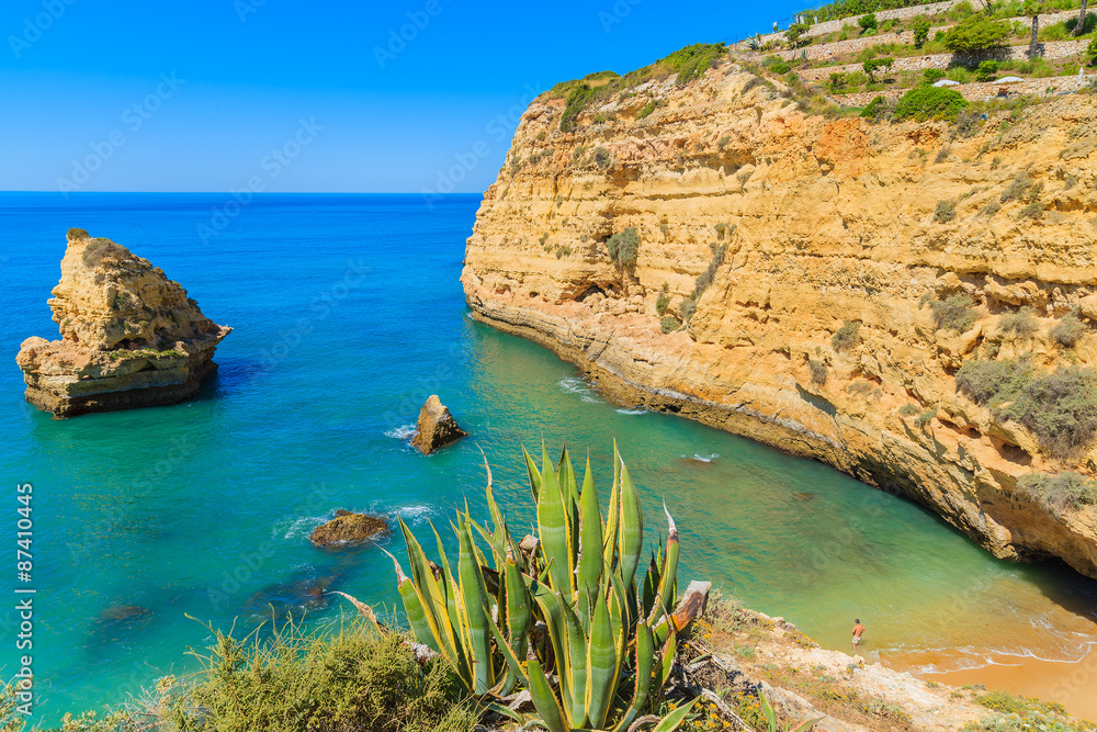 Green agave plant on beautiful beach on coast of Portugal near Carvoeiro town, Algarve region