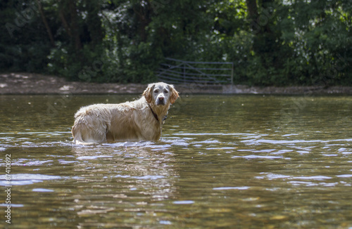happy dog playing in river