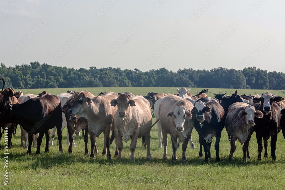 Line of commercial cows looking forward