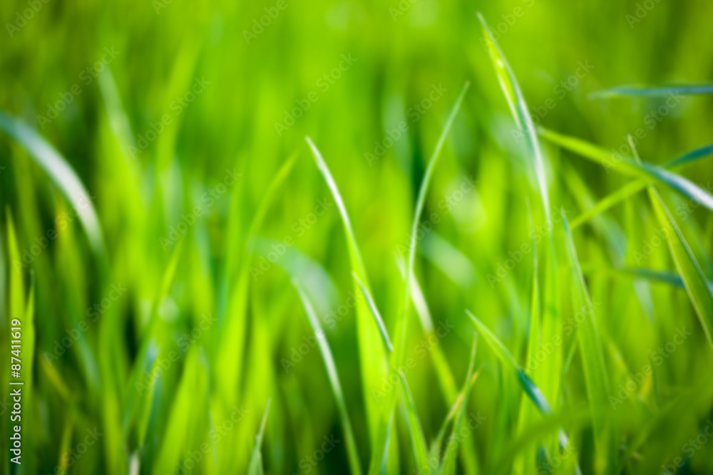 Blurred background of green grass